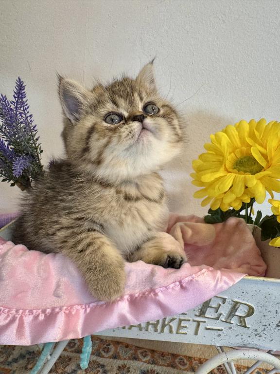 Kandy Exotic Shorthair photo 4
