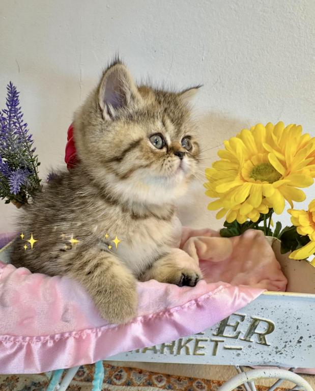 Kandy Exotic Shorthair