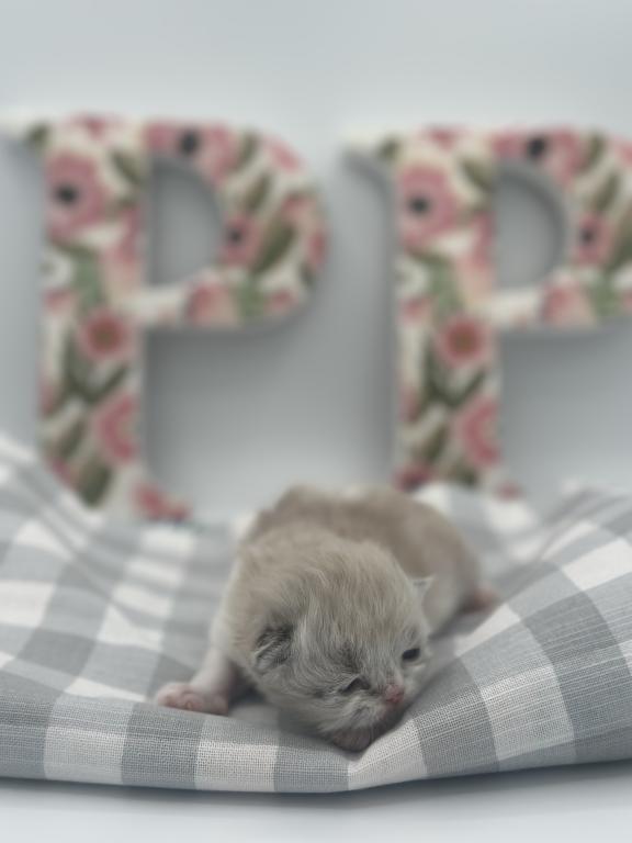 Persian photo 1