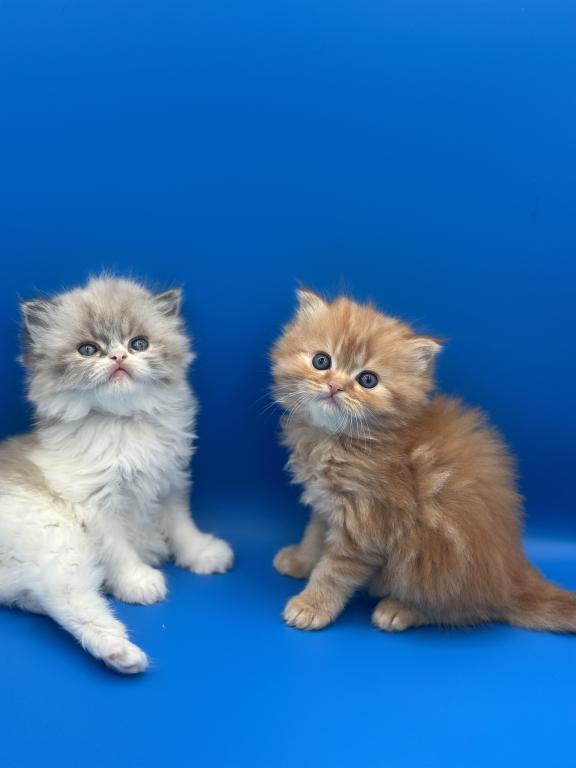 Persian photo 3