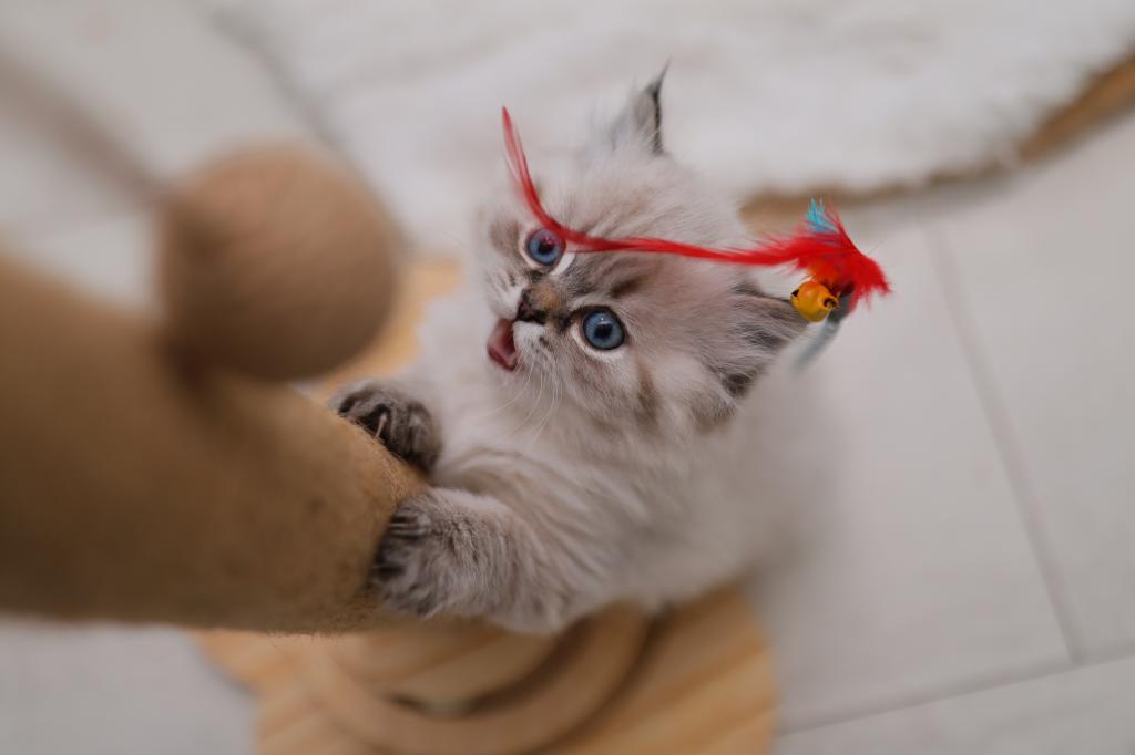British Longhair Boy photo 4