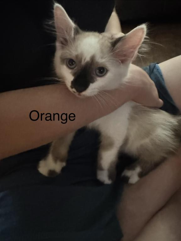 Orange photo 1