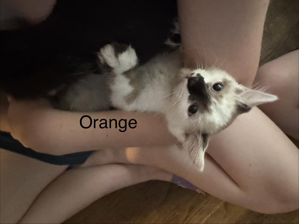 Orange photo 4