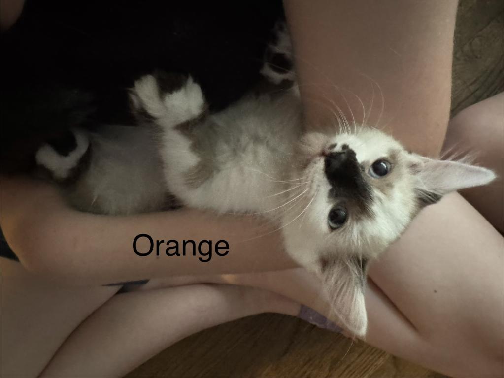Orange photo 3