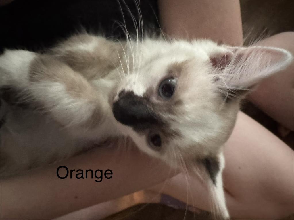 Orange photo 2