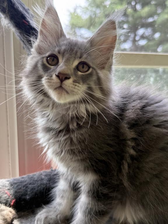 BLUE TABBY MALE MAINE COON KITTEN photo 1