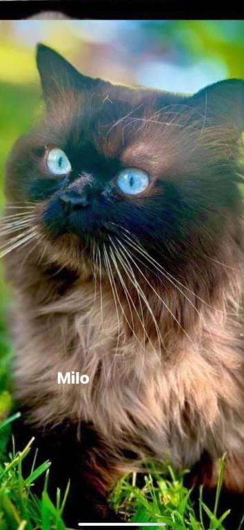 Milo photo 1