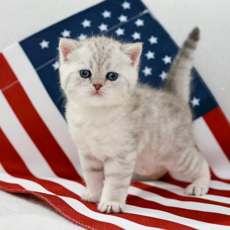 British Shorthair And Fluffy photo 8