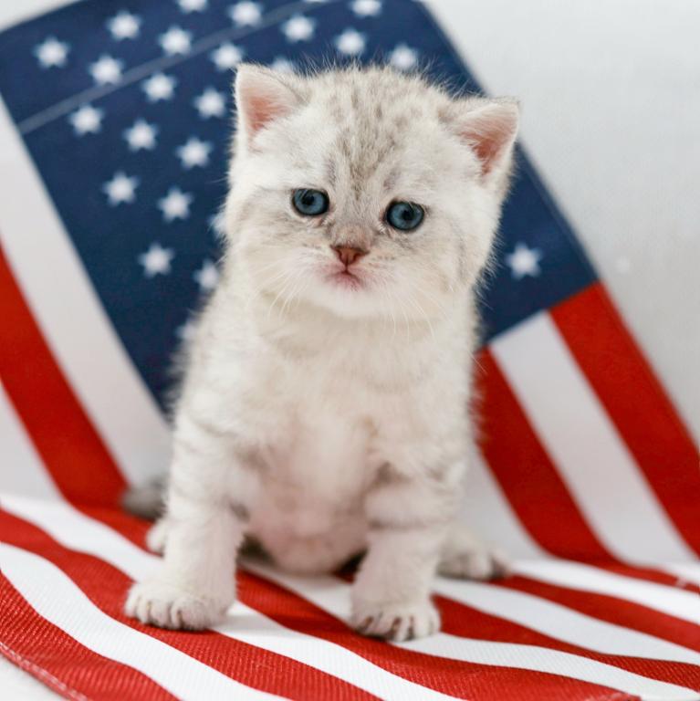 British Shorthair And Fluffy photo 3