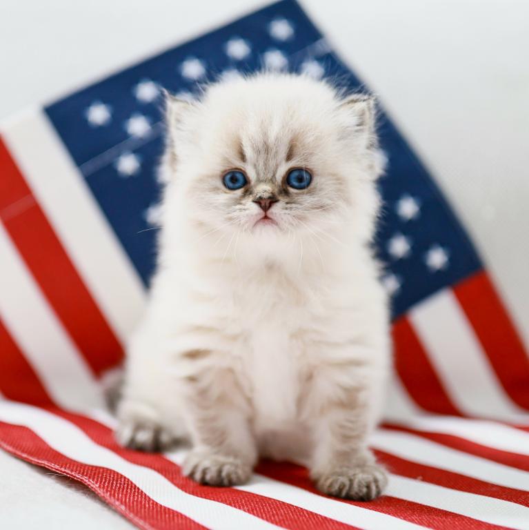 British Shorthair And Fluffy photo 7