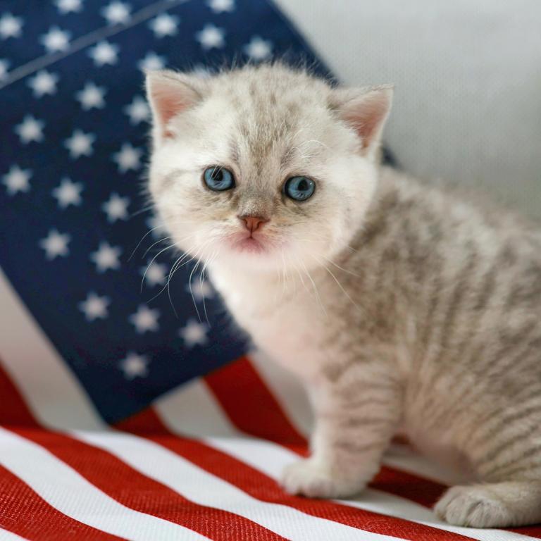 British Shorthair And Fluffy photo 2