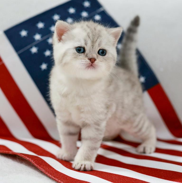 British Shorthair And Fluffy photo 6