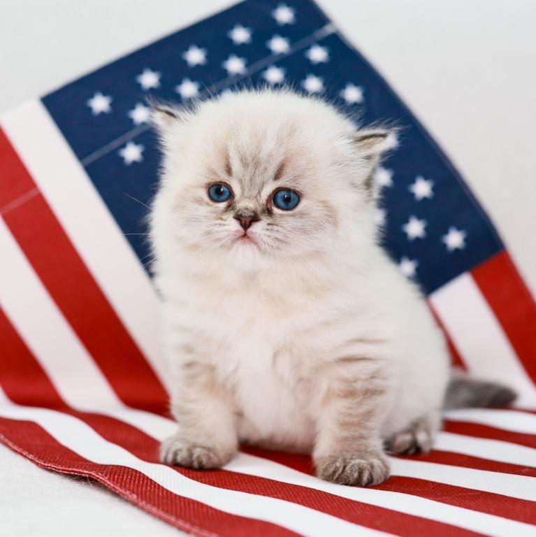 British Shorthair And Fluffy photo 1