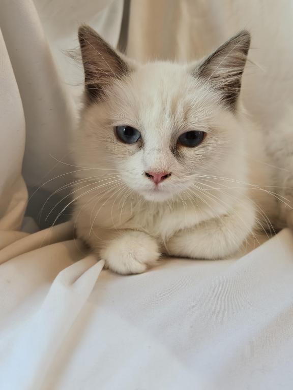 Sophie Bicolor Female Ragdoll photo 1