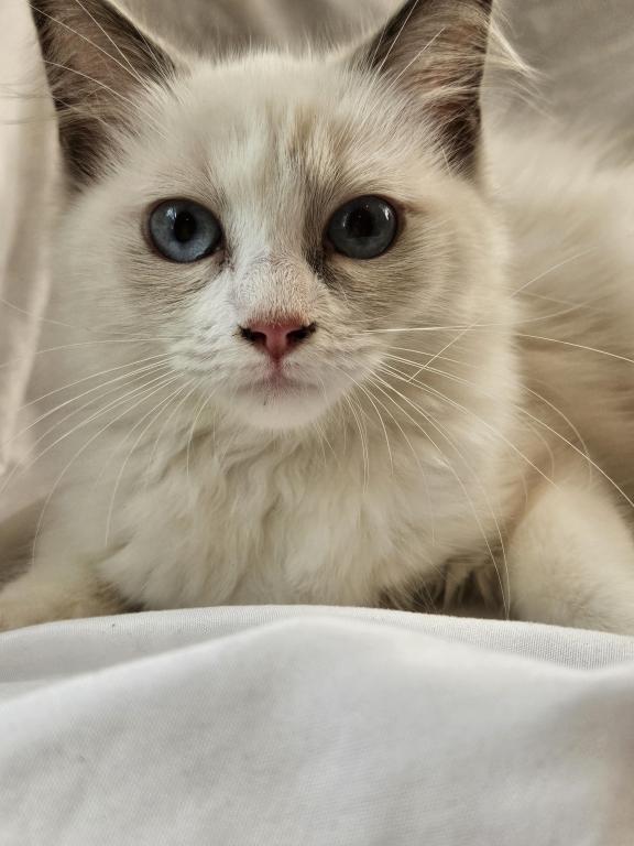 Sophie Bicolor Female Ragdoll photo 4