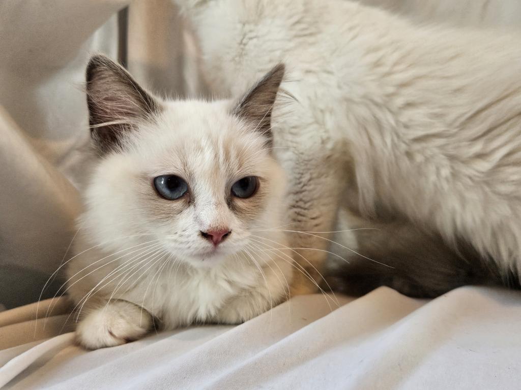 Sophie Bicolor Female Ragdoll photo 3