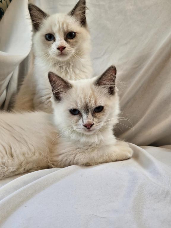 Sophie Bicolor Female Ragdoll photo 5