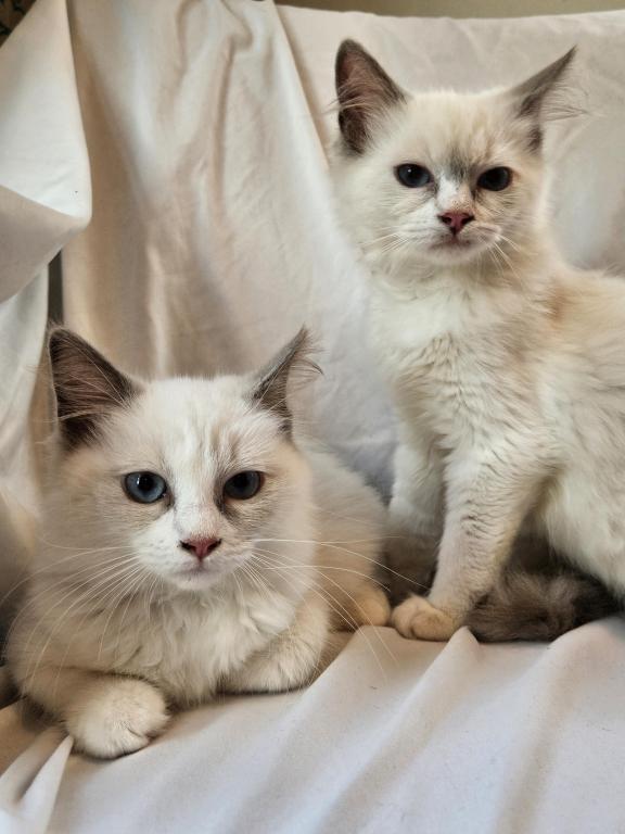 Sophie Bicolor Female Ragdoll photo 2