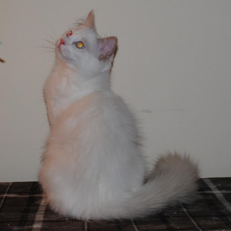 Remi photo 9