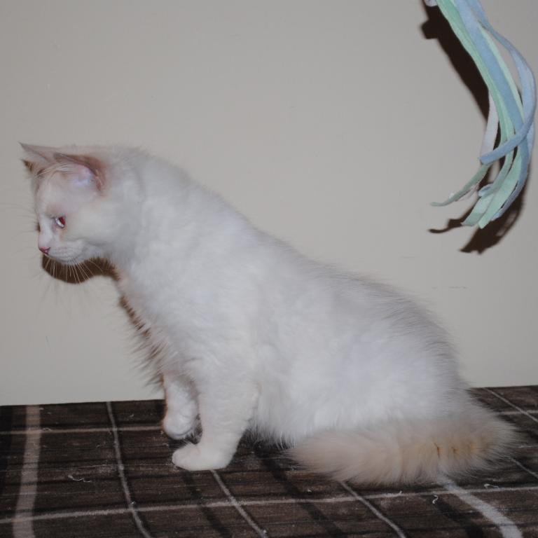 Remi photo 11