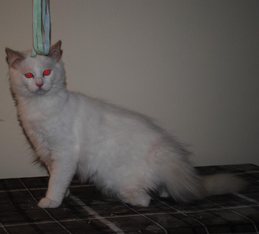 Remi photo 10