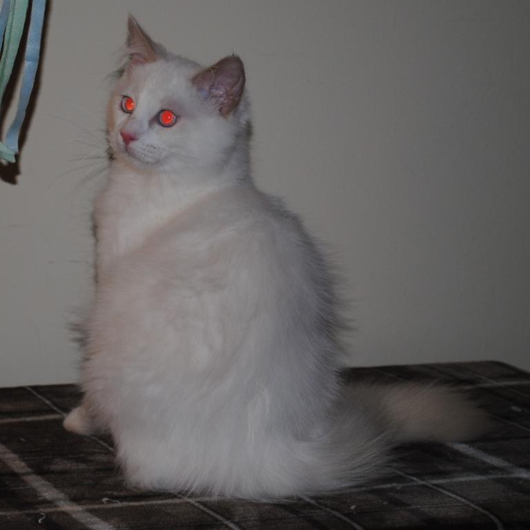 Remi photo 7
