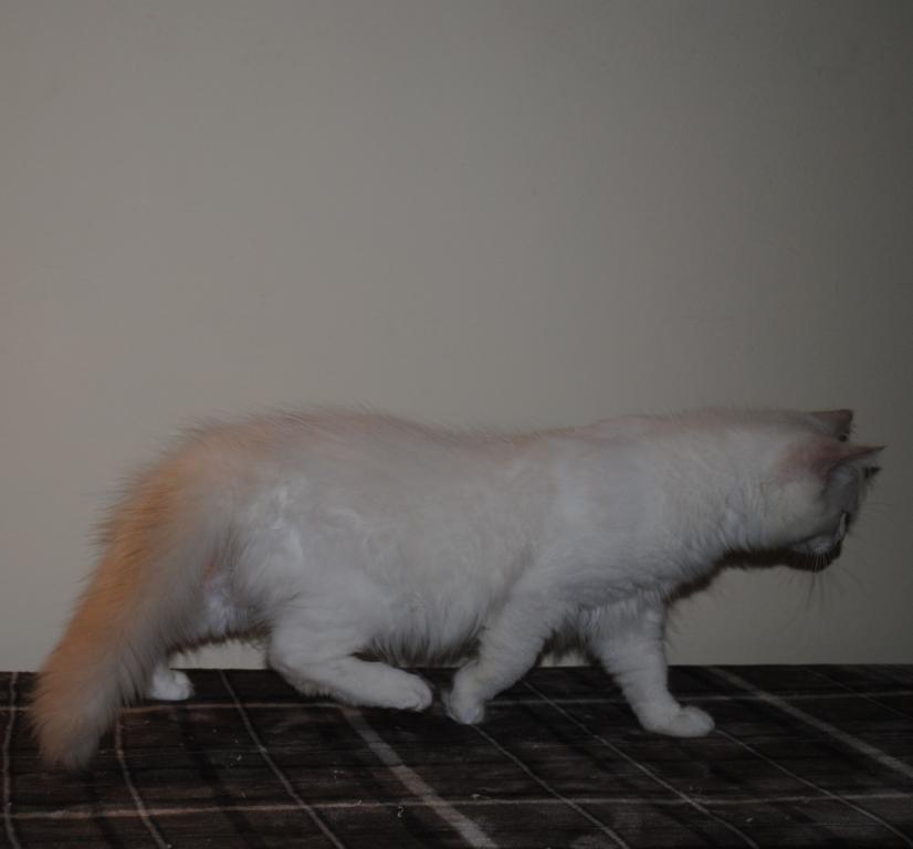 Remi photo 6