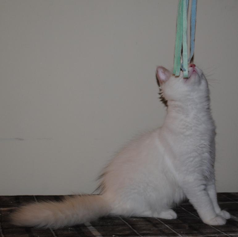 Remi photo 2
