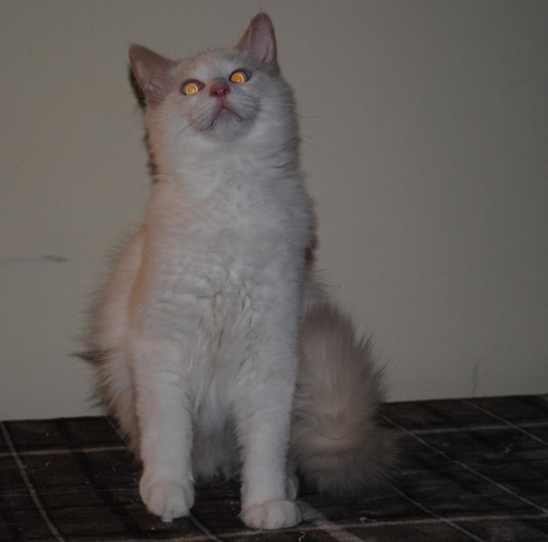 Remi photo 3