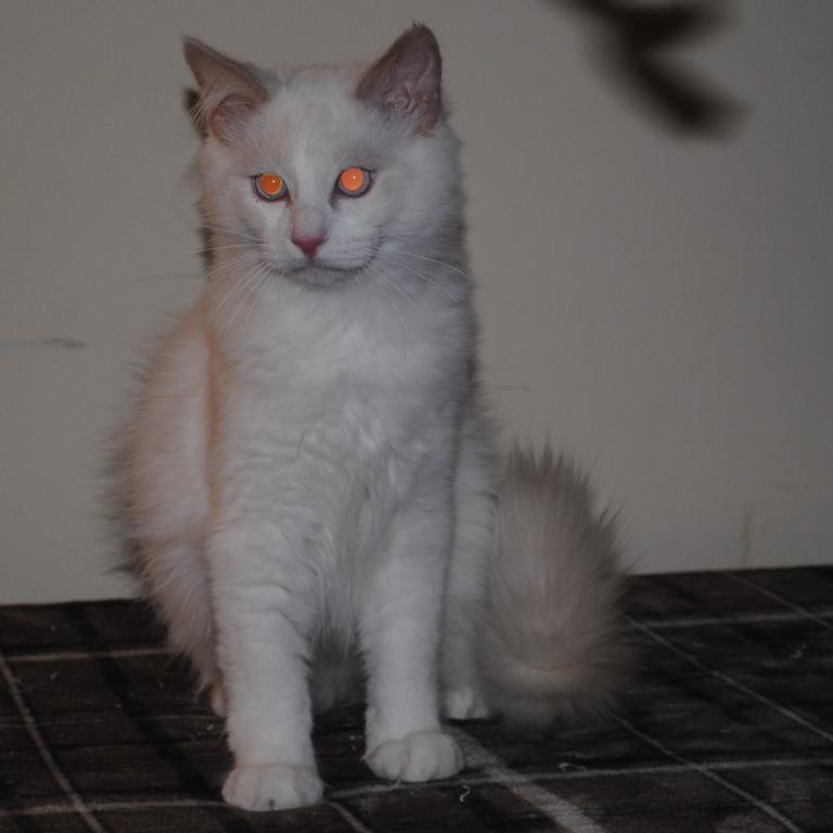 Remi photo 1