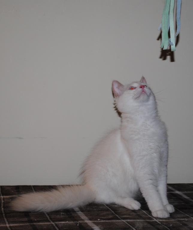 Remi photo 5