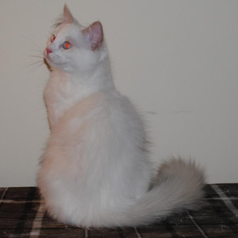 Remi photo 8