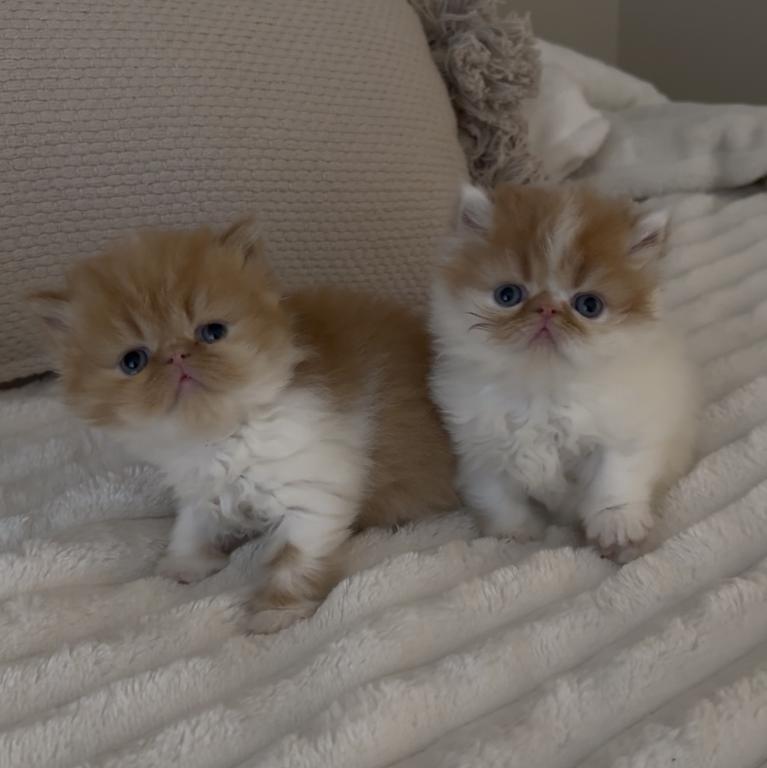 Persian Cats photo 5