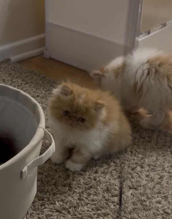 Persian Cats