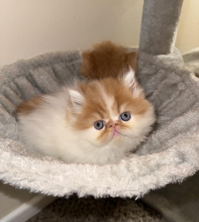 Persian Cats photo 3
