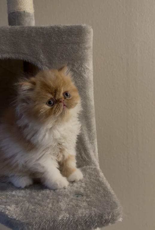 Persian Cats photo 4