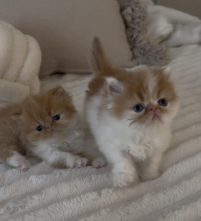 Persian Cats photo 2