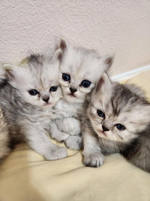 Dollface Petite Persian Kittens