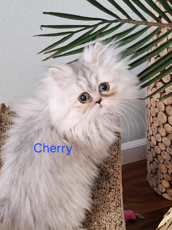 Dollface Petite Persian Kittens photo 5