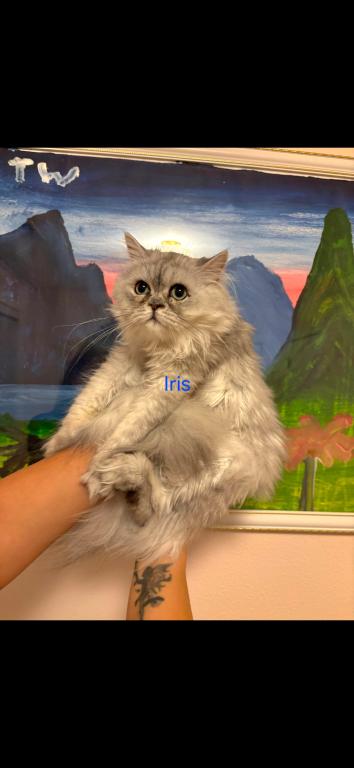 Dollface Petite Persian Kittens photo 4
