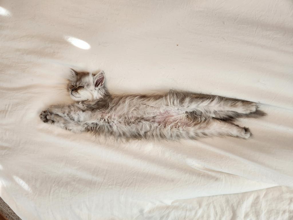Dollface Petite Persian Kittens photo 6
