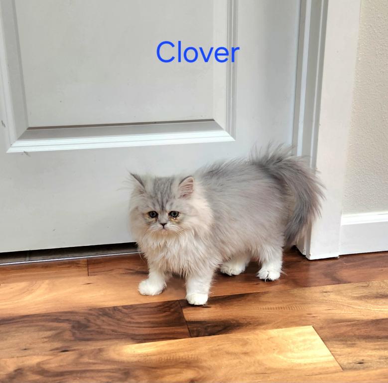 Dollface Petite Persian Kittens photo 2