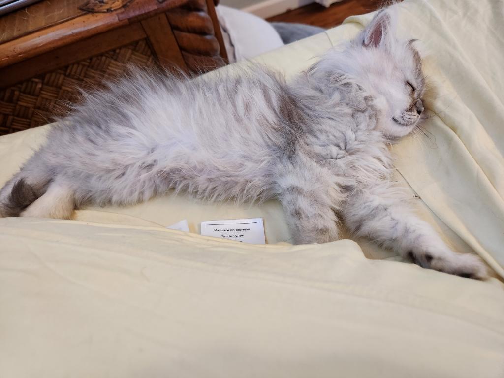 Dollface Petite Persian Kittens photo 8
