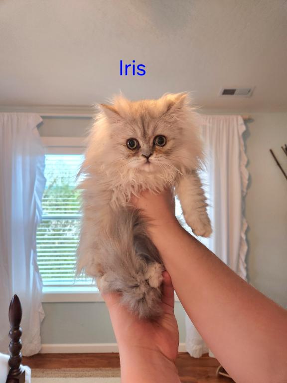 Dollface Petite Persian Kittens photo 3