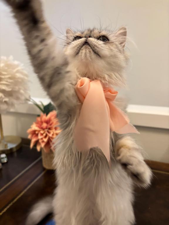 Dollface Petite Persian Kittens photo 1