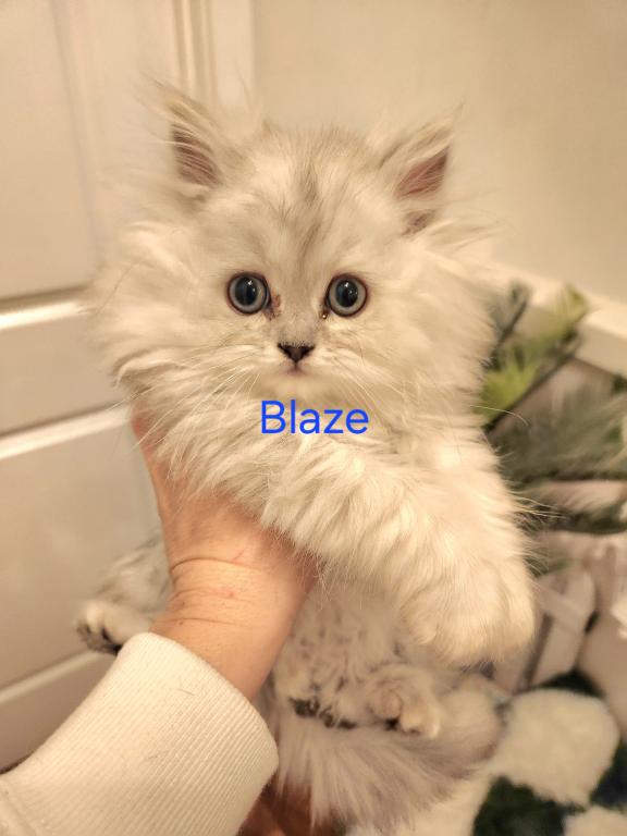 Dollface Petite Persian Kittens photo 4
