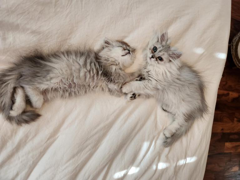Dollface Petite Persian Kittens photo 7