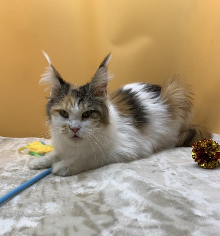 Female Maine Coon photo 3