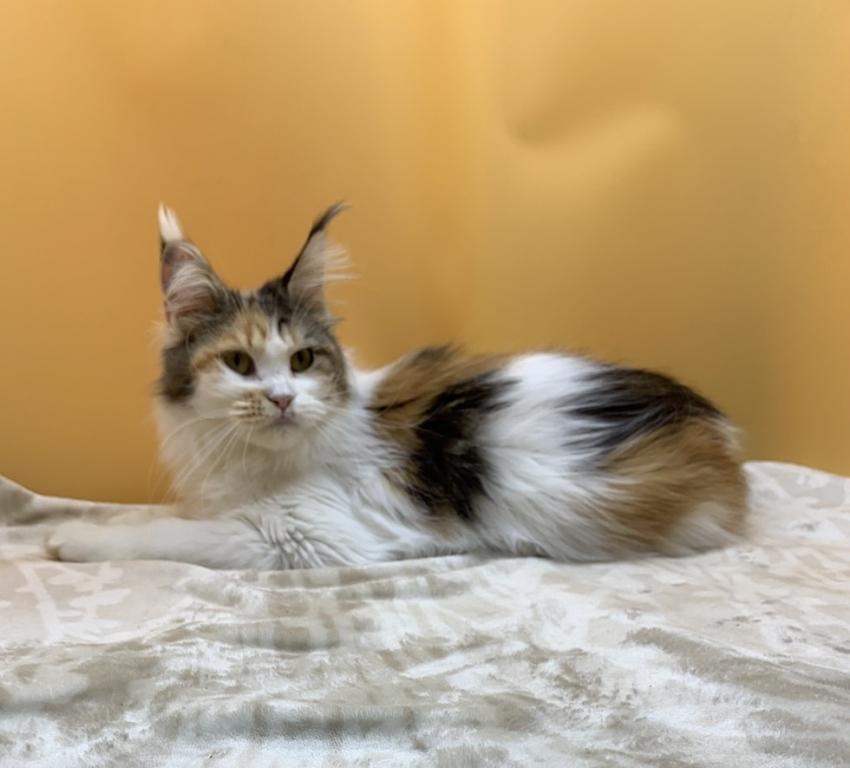 Female Maine Coon