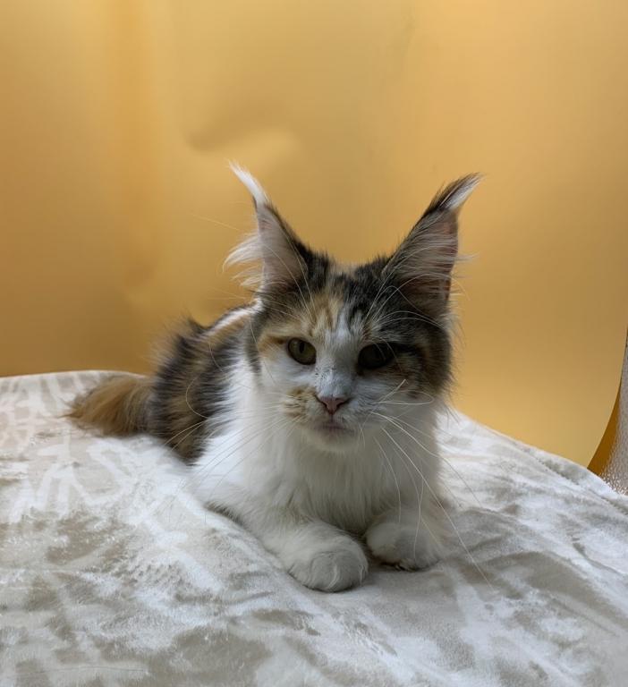 Female Maine Coon photo 2